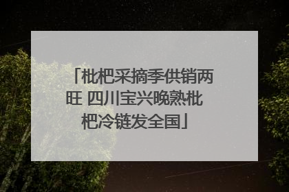 枇杷采摘季供销两旺 四川宝兴晚熟枇杷冷链发全国
